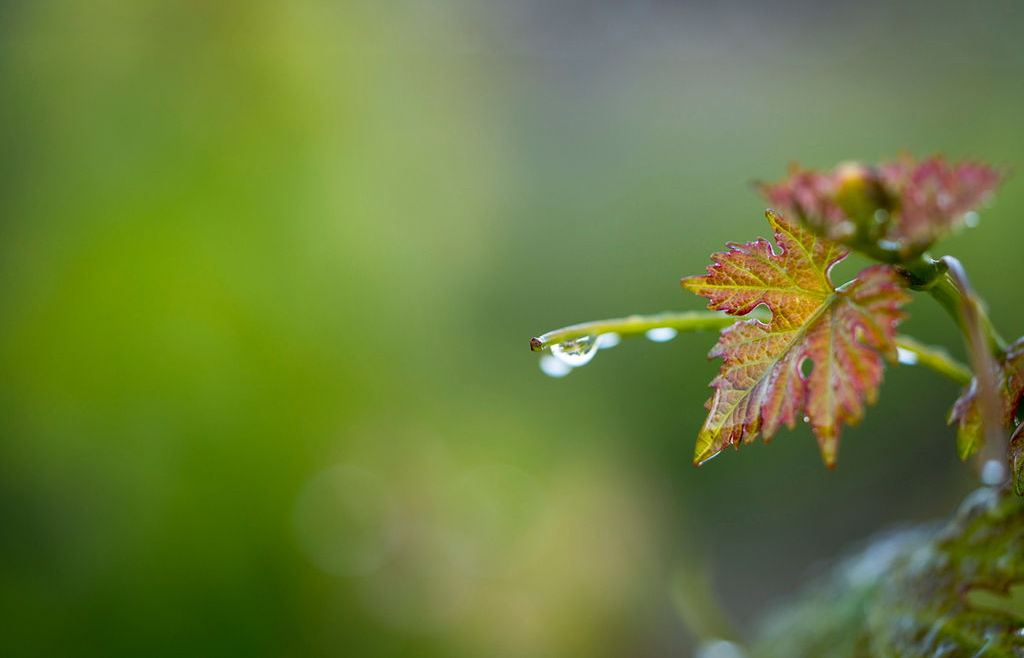 dew on a grapevine leaf